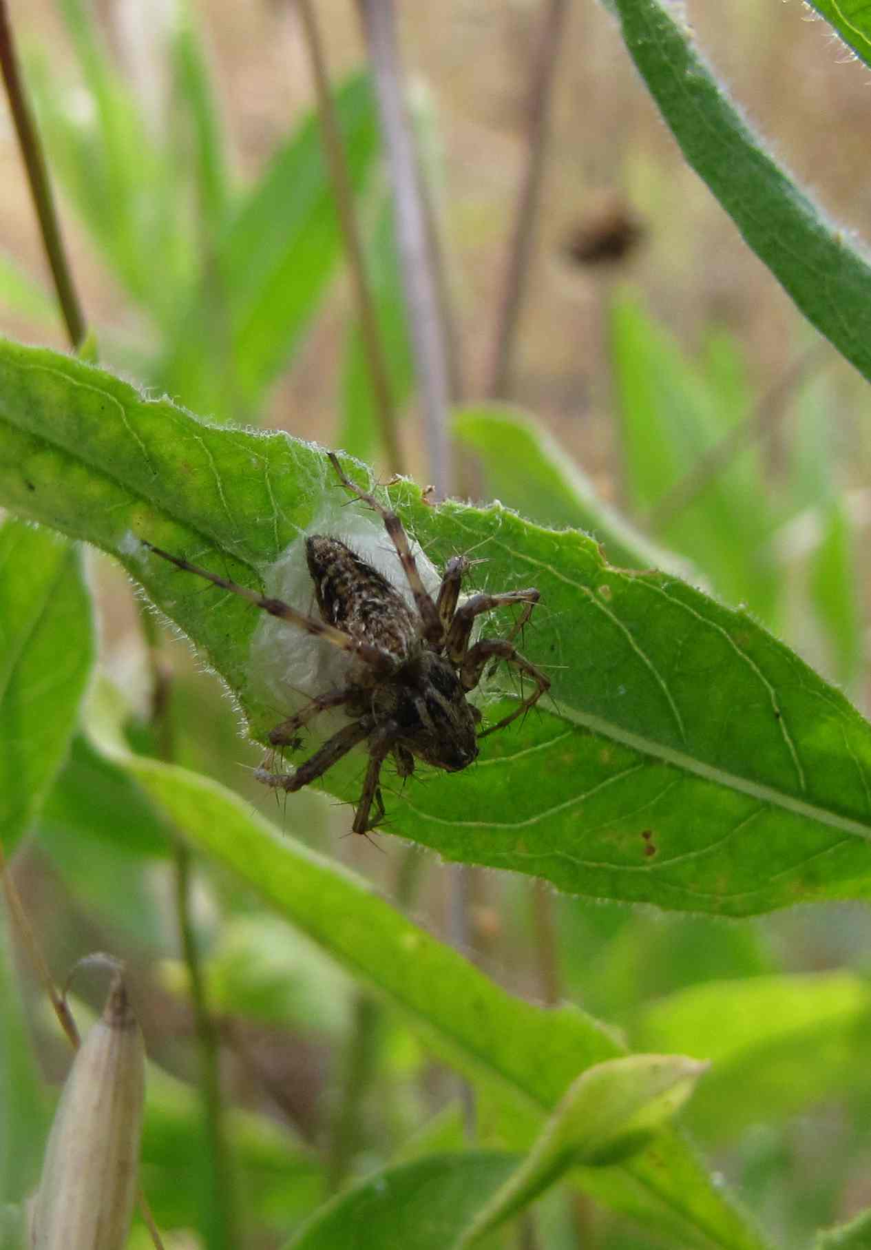 Oxyopes sp.